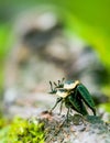 Closeup of American carrion beetles mating on a tree root on the forest floor - blurry bokeh of bark and greenery - in the Porcupi Royalty Free Stock Photo