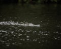 Closeup of an American crocodile swimming around river Royalty Free Stock Photo