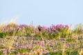 Closeup of an American Golden plover in a field full of flowers, Alaska