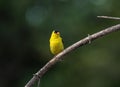 Closeup of an American Goldfinch perched on a thin branch Royalty Free Stock Photo