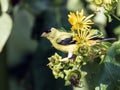 Closeup of American Goldfinch on yellow flowers,Ontario Royalty Free Stock Photo