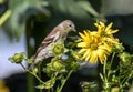 Closeup of American Goldfinch on yellow flowers,Ontario Royalty Free Stock Photo