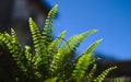 Closeup of american maidenhair fern
