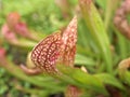 Closeup American Pitcher sarracenia plant in garden with rain drops and blurred background ,leaves in nature ,sweet color Royalty Free Stock Photo