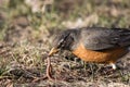 Closeup of the American robin eating a worm. Royalty Free Stock Photo