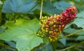 Closeup of American spikenard outdoors during dayli Royalty Free Stock Photo