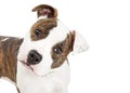 Closeup American Staffordshire Dog Tilting Head