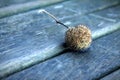 CloseUp Of American Sycamore SeedBall On Wooden Bench