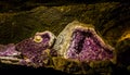 Closeup of amethyst crystal rocks, beautiful pure purple crystalline, popular spiritual healing crystals Royalty Free Stock Photo