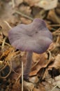 Closeup on an amethyst deceiver mushroom, Laccaria amethystina