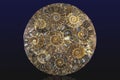 Closeup of an ammonite prehistoric fossil - macro,detail Royalty Free Stock Photo