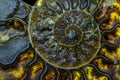 Closeup of an ammonite prehistoric fossil - detail Royalty Free Stock Photo