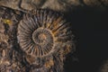 Ammonite prehistoric fossil embedded in stone