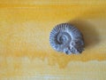 Closeup of an ammonite prehistoric fossil Royalty Free Stock Photo