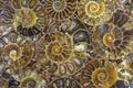 Closeup of an ammonite prehistoric fossil - macro,detail Royalty Free Stock Photo