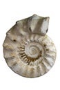 Closeup of an ammonite prehistoric fossil - macro,detail Royalty Free Stock Photo