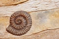 Closeup of ammonite prehistoric fossil Replica art on the wall surface decoration background texture plaster cement work fish Royalty Free Stock Photo