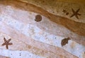 Closeup of ammonite prehistoric fossil Replica art on the wall surface decoration background texture plaster cement work fish Royalty Free Stock Photo