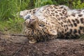 Closeup of an Amur leopard resting upside down on the ground in the shade Royalty Free Stock Photo