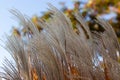 Closeup of amur silver grass, Miscanthus sacchariflorus captured against a blurred background Royalty Free Stock Photo