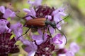 Closeup of anastrangalia long horn beetle feeding on breckland thyme Royalty Free Stock Photo