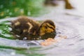 Closeup of Anatinae duck bird swimming in the lake Royalty Free Stock Photo