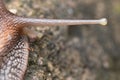 Closeup anatomy of eye and eyestalk of African Giant snail Achatina fulica Royalty Free Stock Photo