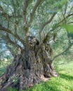 Closeup of ancient olive tree deformed trunk Royalty Free Stock Photo