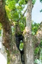 Ancient tree closeup