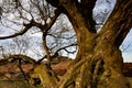 Closeup of the ancient tree at Owler Tor in the Peak District National Park in the UK Royalty Free Stock Photo