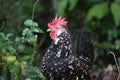 Closeup of Ancona chicken looking around in the wilderness Royalty Free Stock Photo