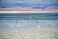 Closeup of an Andean Flamingo in Lake Chaxa near San Pedro de Atacama, Chile. Andean flamingo Phoenicoparrus andinus, Chaxa Lago Royalty Free Stock Photo