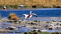 Closeup of andean flamingo (Phoenicoparrus andinus) standing on stones of lake, spreading wings Royalty Free Stock Photo