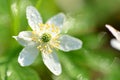 Closeup of anemone flower in the morning dew Royalty Free Stock Photo