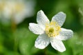 Closeup of anemone flower in the morning dew Royalty Free Stock Photo