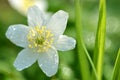 Closeup of anemone flower in the morning dew Royalty Free Stock Photo