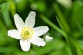 Closeup of anemone flower in the morning dew Royalty Free Stock Photo