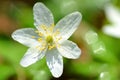 Closeup of anemone flower in the morning dew Royalty Free Stock Photo