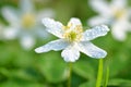 Closeup of anemone flowers in the morning dew Royalty Free Stock Photo
