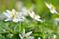 Closeup of anemone flowers in the morning dew Royalty Free Stock Photo