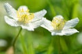 Closeup of anemone flowers in the morning dew Royalty Free Stock Photo