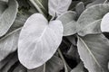 Closeup of angel wings (Senecio candicans) Royalty Free Stock Photo