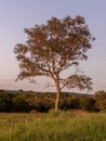 angiosperm tree at sunset