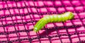 Closeup of a angle shades caterpillar Royalty Free Stock Photo