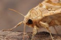 Closeup of the Angle shades moth, Phlogophora meticulosa