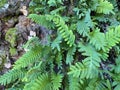 A closeup angle view of some beautifully bright green wild lush natural fern ground covering plants