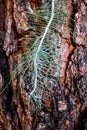 Upward angle of large tree Royalty Free Stock Photo