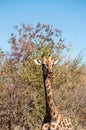 Closeup of an Angolan Giraffe hiding in the Bushes