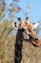 Closeup of an Angolan Giraffe hiding in the Bushes