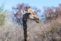 Closeup of an Angolan Giraffe hiding in the Bushes